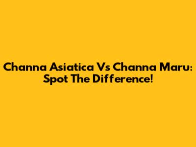 Channa Asiatica Vs Channa Maru: Spot The Difference!
