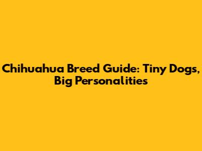 Chihuahua Breed Guide: Tiny Dogs, Big Personalities