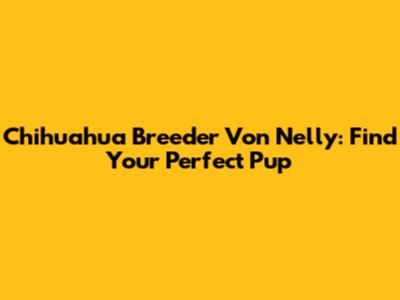 Chihuahua Breeder Von Nelly: Find Your Perfect Pup