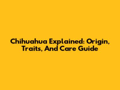 Chihuahua Explained: Origin, Traits, And Care Guide