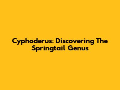 Cyphoderus: Discovering The Springtail Genus