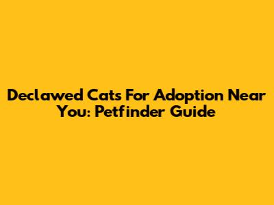 Declawed Cats For Adoption Near You: Petfinder Guide
