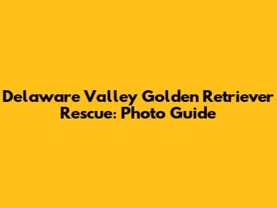Delaware Valley Golden Retriever Rescue: Photo Guide