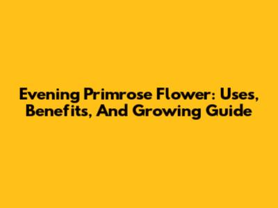 Evening Primrose Flower: Uses, Benefits, And Growing Guide