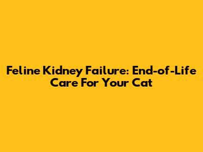 Feline Kidney Failure: End-of-Life Care For Your Cat