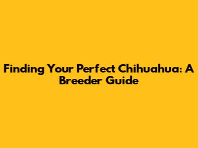 Finding Your Perfect Chihuahua: A Breeder Guide