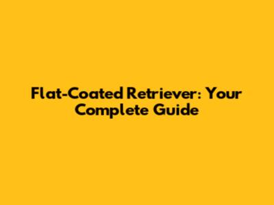 Flat-Coated Retriever: Your Complete Guide