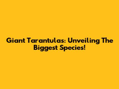 Giant Tarantulas: Unveiling The Biggest Species!