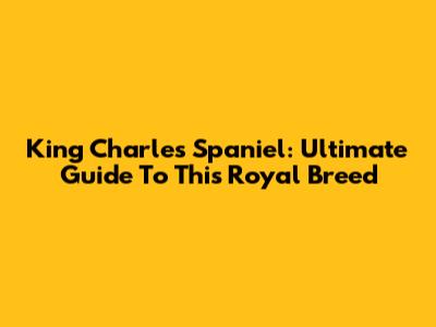 King Charles Spaniel: Ultimate Guide To This Royal Breed