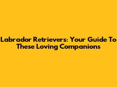 Labrador Retrievers: Your Guide To These Loving Companions