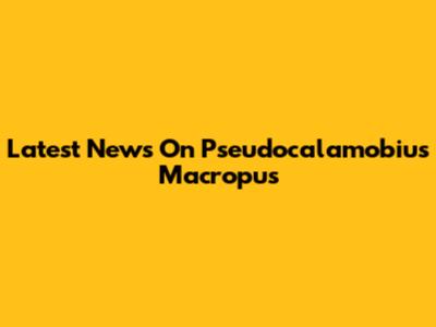Latest News On Pseudocalamobius Macropus