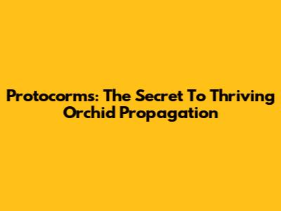 Protocorms: The Secret To Thriving Orchid Propagation