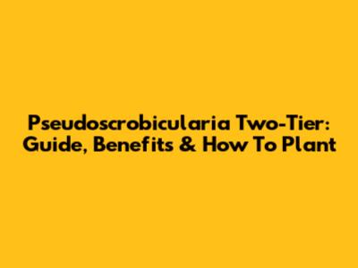 Pseudoscrobicularia Two-Tier: Guide, Benefits & How To Plant