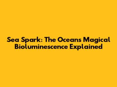 Sea Spark: The Ocean's Magical Bioluminescence Explained