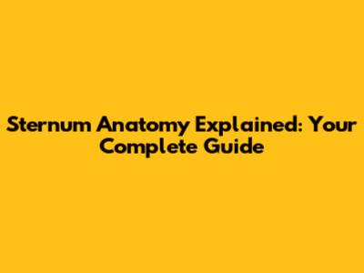Sternum Anatomy Explained: Your Complete Guide