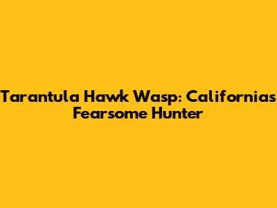 Tarantula Hawk Wasp: California's Fearsome Hunter