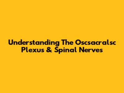 Understanding The Oscsacralsc Plexus & Spinal Nerves